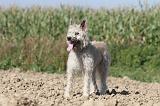 BOUVIER DES ARDENNES 088